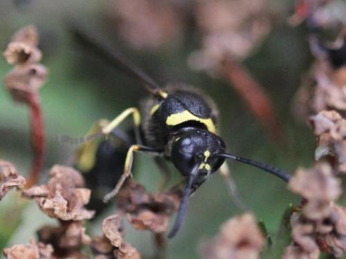 Eumenes sp.